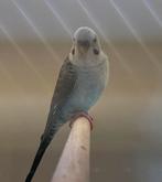 Grasparkiet BFBW pop, Dieren en Toebehoren, Vrouwelijk, Parkiet