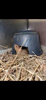 Kleurmuizen muizen muisjes, Dieren en Toebehoren, April, Meerdere dieren, Muis