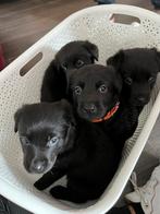 7 lieve, sterke labrador puppies., Dieren en Toebehoren, Honden | Retrievers, Spaniëls en Waterhonden, CDV (hondenziekte), Particulier