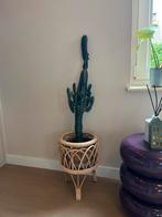 Cactus, Ophalen of Verzenden, Zo goed als nieuw