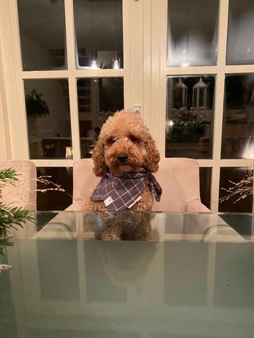 cockapoo dekreutje beschikbaar voor biedingen
