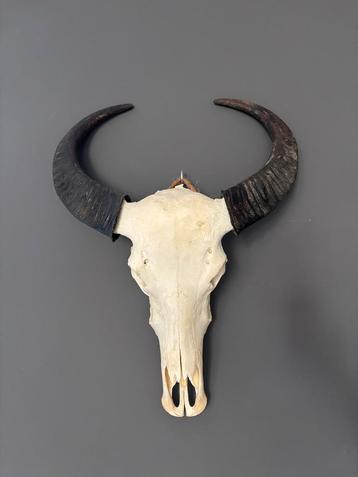 Koe/Waterbuffel Schedel met Hoorns Wanddecoratie Antiek Look beschikbaar voor biedingen
