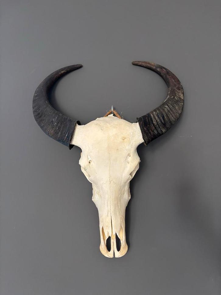 Koe/Waterbuffel Schedel met Hoorns Wanddecoratie Antiek Look, Huis en Inrichting, Woonaccessoires | Wanddecoraties, Zo goed als nieuw
