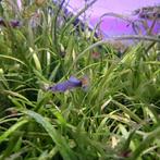 Guppies, Dieren en Toebehoren, Vissen | Aquariumvissen, Vis, Zoetwatervis, Schoolvis