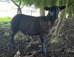 Mooi jong schaap kruising Drenth / Suffolk / Bont, Vrouwelijk, Schaap