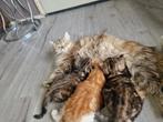 Kittens Britse langhaar twee meisjes en een jongen, Dieren en Toebehoren