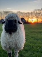 Walliser Schwarznase schaap Ram 3 jaar, Dieren en Toebehoren, Schaap