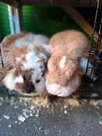 Gratis 2 konijnen, Dieren en Toebehoren, Konijnen, Meerdere dieren