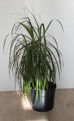 Dracaena Marginata in pot, Huis en Inrichting, Kamerplanten, Ophalen, 100 tot 150 cm, Overige soorten, Halfschaduw