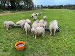 noordhollander ooilammeren, Vrouwelijk, Schaap, 0 tot 2 jaar