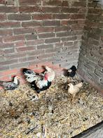 5 Kippen, Dieren en Toebehoren, Pluimvee, Meerdere dieren, Kip