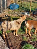 Hoornloze maanvlek dekbok, Dieren en Toebehoren, Mannelijk, Schaap