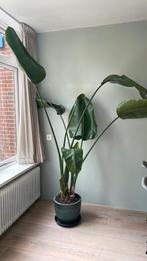 Paradijsvogel plant excl. pot, Huis en Inrichting, Kamerplanten, Groene kamerplant, Ophalen, Halfschaduw, 200 cm of meer