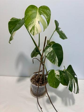 Monstera Variegata - Z10/B11 beschikbaar voor biedingen