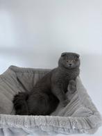 Britse kort haar, Dieren en Toebehoren, Katten en Kittens | Overige Katten, Poes