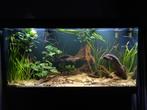 Juwel Rio 350 + inhoud + Fluval FX4 buitenfilter, Ophalen