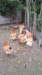 Marans tarwe, Dieren en Toebehoren, Pluimvee, Vrouwelijk, Kip