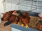 Barnevelder kriel x Rhode island red kuiken haan, Dieren en Toebehoren, Pluimvee, Mannelijk, Kip
