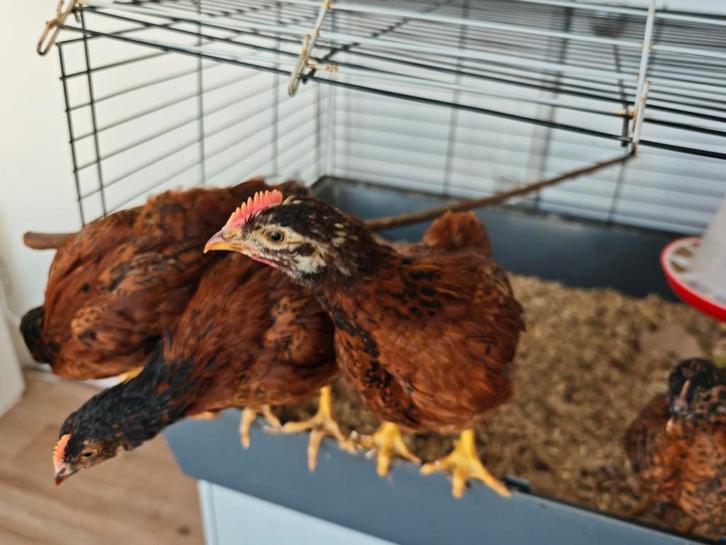 Barnevelder kriel x Rhode island red kuiken haan, Dieren en Toebehoren, Pluimvee, Kip, Mannelijk