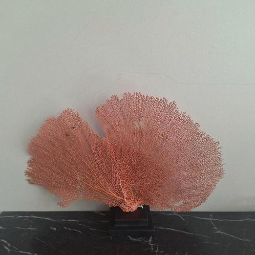 Mooie natuurlijke waaier Zeegras op voet, Huis en Inrichting, Woonaccessoires | Droogbloemen, Nieuw, Ophalen of Verzenden