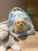 Maltipoo pups, Reu, 8 tot 15 weken, Parvo, Meerdere