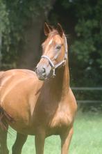 Gelderse merrie van Sirius x Vitens, Dieren en Toebehoren, Paarden, Gechipt, Dressuurpaard, Zadelmak, 7 tot 10 jaar