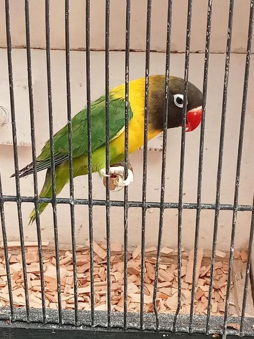 Prachtige piep jonge agapornis personata wildkleur xxl, Dieren en Toebehoren, Vogels | Parkieten en Papegaaien, Dwergpapegaai of Agapornis