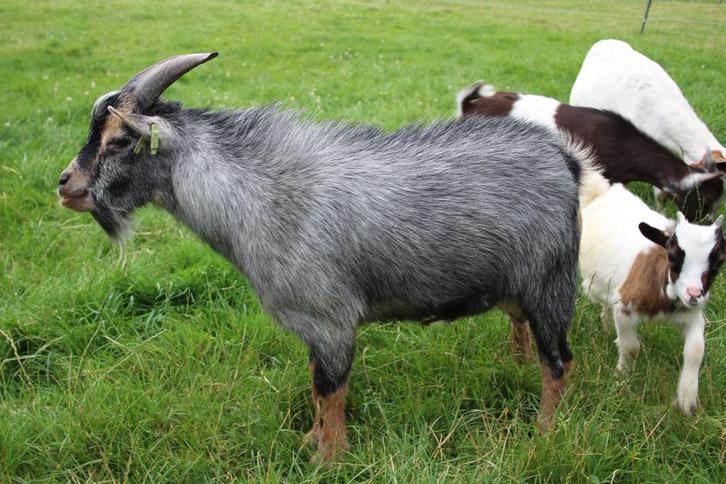 Mooie dwergbok te huur, Dieren en Toebehoren, Schapen, Geiten en Varkens, Geit, Mannelijk