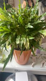 Planten, Ophalen of Verzenden, Overige soorten, Volle zon