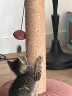 Kittens, Dieren en Toebehoren