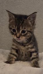 Mooie kittens te koop, Dieren en Toebehoren, Katten en Kittens | Overige Katten, Meerdere dieren