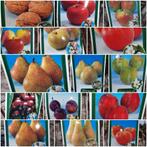 Fruitbomen!! Laagstam €17,50 appel peer pruim kers mispel, Pruimenboom, Lente, Halfschaduw, 100 tot 250 cm