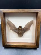 Opgezette vleermuis in luxe walnoothouten lijst