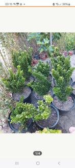 10 Green sprie planten, Ophalen, Overige soorten, Minder dan 100 cm