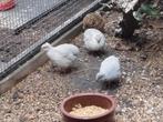 2-5 Chinese dwergkwartels, Dieren en Toebehoren, Vogels | Overige Vogels, Meerdere dieren, Tropenvogel