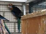 Te koop rosella's, Meerdere dieren, Parkiet, Geringd