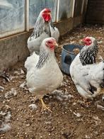 Wyandotte columbia broedeieren te koop!, Dieren en Toebehoren, Pluimvee, Geslacht onbekend, Kip