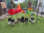 Mooie shih tzu pups te koop🥰, Dieren en Toebehoren, Overige rassen, 8 tot 15 weken, Meerdere, Meerdere dieren