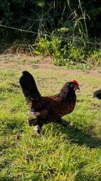 Ukkelse baardkriel haan, Dieren en Toebehoren, Pluimvee, Mannelijk, Kip