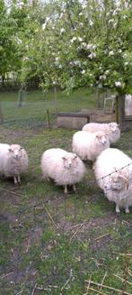Schattige ouessant schapen 1x ram+ 4 ooien wit, Dieren en Toebehoren, Schapen, Geiten en Varkens, Schaap, Vrouwelijk, 3 tot 5 jaar