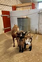 Dwerggeit met 2 boklammetjes, Dieren en Toebehoren, Meerdere dieren, Geit, 0 tot 2 jaar