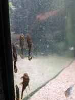 Jonge borstelneus Ancisthrus L-144, Dieren en Toebehoren, Vis