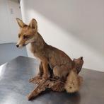 Diverse opgezette dieren, Verzamelen, Dierenverzamelingen, Ophalen, Gebruikt, Wild dier, Opgezet dier