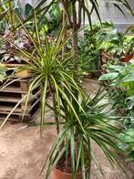 Draceana op stam, 160cm, 2 kleuren, Huis en Inrichting, Kamerplanten, Ophalen, Overige soorten, Halfschaduw, In pot