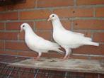 Witte..Sierduifjes *, Dieren en Toebehoren, Vogels | Duiven