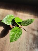 Hoya Verticillata heart shape 'splash', Ophalen, Overige soorten, Minder dan 100 cm