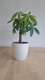 Geldboom / Pachira Aquatica in pot, Overige soorten, In pot, Minder dan 100 cm, Groene kamerplant