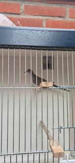 Koppel diamant duifjes wildkleur, Meerdere dieren, Tropenvogel, Geringd