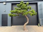 Troostwijk Veiling – Kunstplanten & Kunstbomen, Ophalen of Verzenden, Nieuw, Binnen