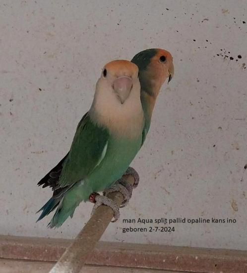 Mooie grote Agapornis roseicollis te maken koppel, Dieren en Toebehoren, Vogels | Parkieten en Papegaaien, Dwergpapegaai of Agapornis